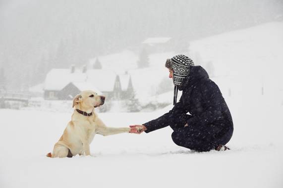 Image result for pet in snow