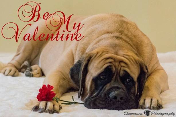 Image result for mastiff valentine