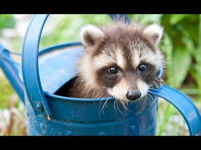 Image result for raccoon cute pictures