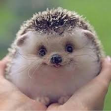 Image result for cute baby animals