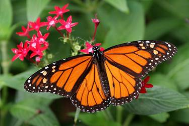 Image result for endangered butterfly