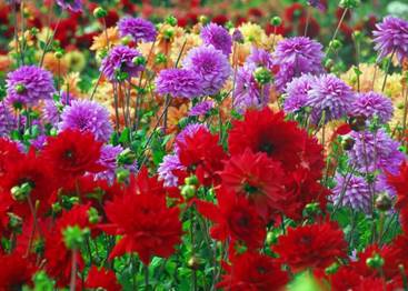 Image result for dahlia garden