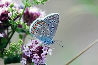 Image result for butterfly