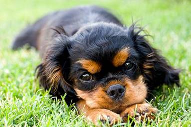 Image result for King Charles Spaniel