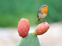 Image result for robin bird autumn