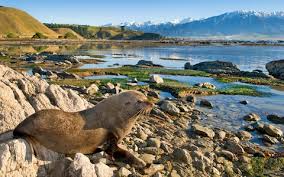 Image result for new zealand scenery