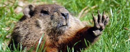 Image result for punxsutawney phil 2020"