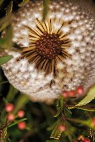 Image result for australian wild flowers images"