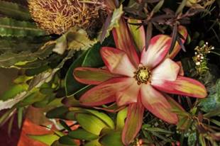 Image result for australian wild flowers images"