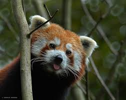 Image result for super cute rare animals