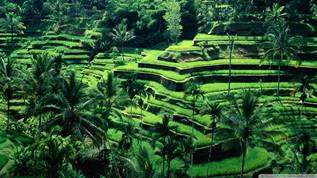 Image result for bali indonesia"