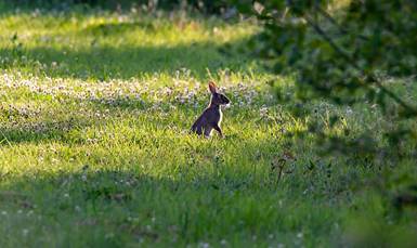 Image result for clover animal pictures